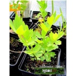 Levisticum officinale Verino - Lubczyk ogrodowy, zioło, kwiat żółty, wys 50/150, kw 7/8 C0,5 