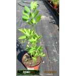 Levisticum officinale Verino - Lubczyk ogrodowy, zioło, kwiat żółty, wys 50/150, kw 7/8 FOTO