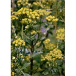 Levisticum officinale Verino - Lubczyk ogrodowy, zioło, kwiat żółty, wys 50/150, kw 7/8 FOTO