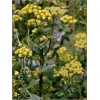 Levisticum officinale Verino - Lubczyk ogrodowy, zioło, kwiat żółty, wys 50/150, kw 7/8 C0,5 