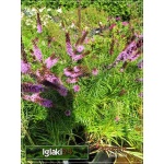 Liatris spicata Floristan Violet - Liatra kłosowa Floristan Violet - jasnofioletowa, wys 75, kw 7/9 FOTO