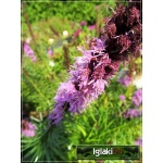Liatris spicata Floristan Violet - Liatra kłosowa Floristan Violet - jasnofioletowa, wys 75, kw 7/9 FOTO