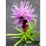 Liatris spicata Floristan Violet - Liatra kłosowa Floristan Violet - jasnofioletowa, wys 75, kw 7/9 C0,5