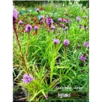 Liatris spicata - Liatra kłosowa - fioletowo-niebieski, wys 70, kw 7/9 C0,5