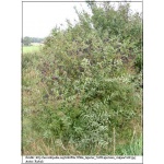 Ligustrum vulgare - Ligustr pospolity C2 60-80cm 