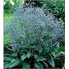 Limonium latifolium - Statice latifolia - Zatrwian szerokolistny - fioletowoniebieskie, wys. 60, kw. 6/7 C0,5 xxxy