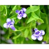 Lindernia grandiflora - Lindernia grandiflora - biało-niebieski, wys. 10, kw. 5/9 FOTO