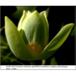 Liriodendron tulipifera - Tulipanowiec amerykański ob. 4-6 C_25 _200-300cm