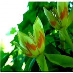 Liriodendron tulipifera - Tulipanowiec amerykański FOTO