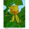 Liriodendron tulipifera - Tulipanowiec amerykański ob. 8-10 C_25 _300-350cm