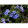 Lithodora diffusa Heavenly Blue - Litodora rozpierzchła Heavenly Blue - Nawrot rozpierzchły Heavenly Blue - niebieske, wys. 15, kw. 5/6 C0,5 xxxy