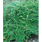 Lonicera pileata - Suchodrzew chiński C2 20-30cm