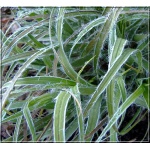 Luzula nivea Lucius - Kosmatka śnieżna Lucius - zielony liść, wys. 60, kw. 5/8 FOTO