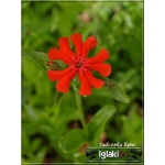 Lychnis chalcedonica Red - Firletka chalcedońska Red - ognisto-czerwona, wys 80, kw 6/8 FOTO