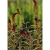 Lysimachia atropurpurea - Tojeść ciemnopurpurowa - czerwone, wys. 45, kw. 6/8 FOTO 