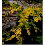 Lysimachia nummularia Aurea - Tojeść rozesłana Aurea - żółty, żółte liście, wys 10, kw 6/8 C0,5