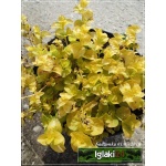 Lysimachia nummularia Aurea - Tojeść rozesłana Aurea - żółty, żółte liście, wys 10, kw 6/8 FOTO