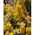 Lysimachia punctata Alexander - Tojeść Kropkowana Alexander - żółty, pstre liście, wys 60, kw 6/8 FOTO