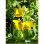 Lysimachia punctata Alexander - Tojeść Kropkowana Alexander - żółty, pstre liście, wys 60, kw 6/8 C0,5