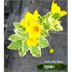 Lysimachia punctata Alexander - Tojeść Kropkowana Alexander - żółty, pstre liście, wys 60, kw 6/8 C0,5