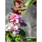 Lythrum salicaria Blush - Krwawnica pospolita Blush - różowe, wys. 90, kw. 7/9 C2