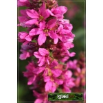Lythrum salicaria Robert - Krwawnica pospolita Robert - różowe, wys. 90, kw. 7/9 C2
