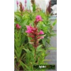 Lythrum salicaria Robin - Krwawnica pospolita Robin - czerwone, wys. 120, kw. 7/9 FOTO