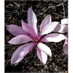 Magnolia Betty - Magnolia Betty - purpurowoczerwone FOTO