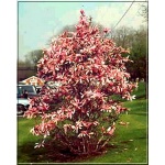 Magnolia Betty - Magnolia Betty - purpurowoczerwone C_10 50-70cm 