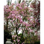 Magnolia Betty - Magnolia Betty - purpurowoczerwone FOTO