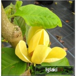 Magnolia brooklynensis Yellow Bird - Magnolia brooklińska Yellow Bird - żółte ob. 8-10 C_30 150-200cm