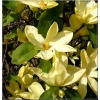 Magnolia Daphne - Magnolia Daphne - żółta FOTO