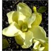 Magnolia denudata Yellow River - Magnolia naga Yellow River - jasno-żółte FOTO