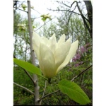 Magnolia Elizabeth - Magnolia Elizabeth - jasnożółte FOTO