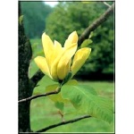 Magnolia Elizabeth - Magnolia Elizabeth - jasnożółte FOTO