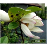 Magnolia Fairy Blush - Magnolia Fairy Blush - różowe FOTO