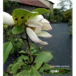 Magnolia Fairy Blush - Magnolia Fairy Blush - różowe FOTO