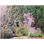 Magnolia Galaxy - Magnolia Galaxy - purpuroworóżowe FOTO