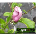 Magnolia Heaven Scent - Magnolia Heaven Scent - różowe C7,5 40-60cm