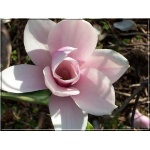 Magnolia Heaven Scent - Magnolia Heaven Scent - różowe C7,5 40-60cm