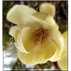 Magnolia Honey Tulip - Magnolia Honey Tulip - kremowo-żółte FOTO