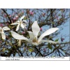 Magnolia kobus - Magnolia japońska - białe FOTO