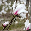 Magnolia kobus Rogów - Magnolia japońska Rogów FOTO 