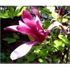 Magnolia liliiflora Nigra - Magnolia purpurowa Nigra - rubinoczerwone FOTO