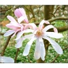 Magnolia loebneri Leonard Messel - Magnolia Loebnera Leonard Messel - różowo-białe FOTO