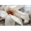 Magnolia loebneri Merrill - Magnolia Loebnera Merrill - białe FOTO