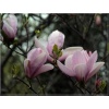 Magnolia Pinke - Magnolia Pinke - purpuroworóżowe FOTO  