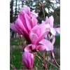 Magnolia Ricki - Magnolia Ricki - purpurowoczerwone FOTO
