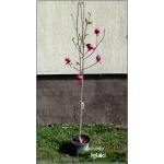 Magnolia soulangeana Black Tulip - Magnolia Pośrednia Black Tulip - ciemnopurpurowe C7,5 40-60cm