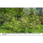 Magnolia soulangeana Rustica Rubra - Magnolia pośrednia Rustica Rubra - różowe z białym C7,5 30-50cm